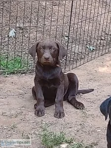 Labrador Puppies