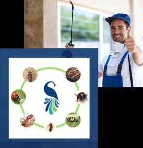 Bed bugs pest control dubai