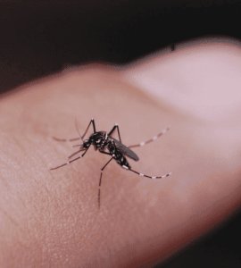 Mosquito control in dubai