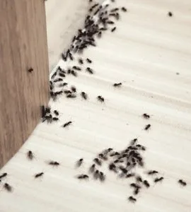 Ant control dubai