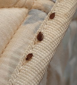 Bed bugs control in dubai