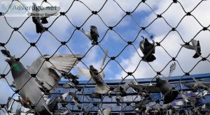 Pigeon safety nets bangalore