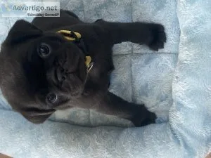 Pug puppy for adoption