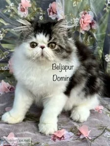 Beljapur cattery domino