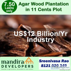 Agar wood plantation