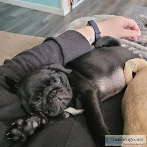 Pugs for sale near me under $500