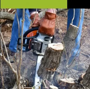 Best tree trimming services las vegas