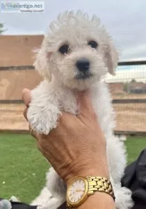 Schnoodle puppy boy