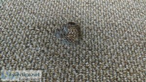 Cbd carpet repair