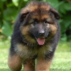 Buy dogs online in india: find your perfect puppy today puppiezo