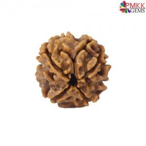 Find original 3 mukhi rudraksha online at best price