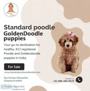 Poodle and goldendoodle puppy for sale in india