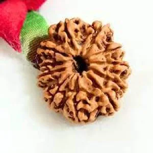 11 mukhi rudraksha by hare krishna mart