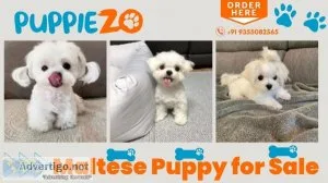 Maltese puppies for sale in delhi ncr, india at affordable price