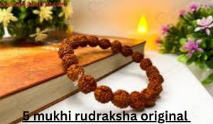 5 mukhi rudraksha original