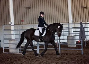 Friesian horse for sale