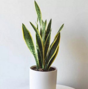 Indoor plants delivery melbourne