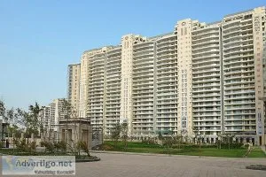 Dlf magnolias sector 42 gurgaon - luxury apartment for rent/sale