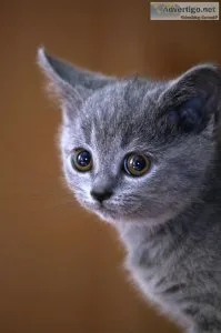 Mycatblogs