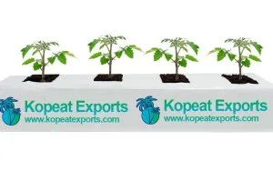 Long type grow bag in australia
