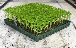 Coir fibre pith in australia