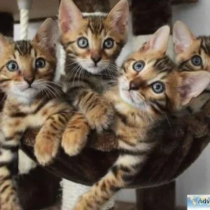 Atractive Bengal kittens