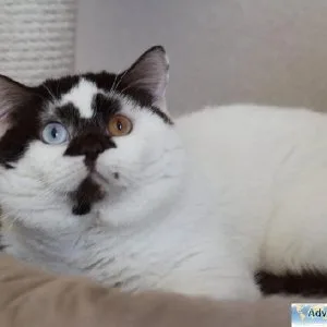 British cats for sale