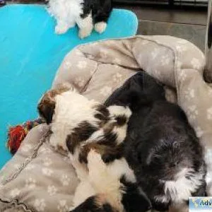 Gorgeous Lhasa Apso Puppies available.