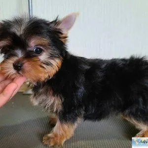 k77y Yorkshire terrier puppies