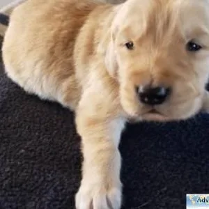 Golden retriever for new homes
