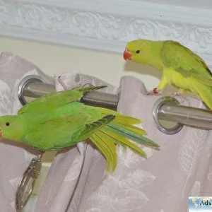 Bonded Pair Indian Ringneck for lovely homes