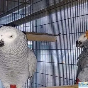 Buy Super tame African Grey Parrots