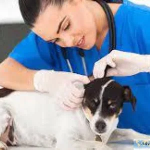 Top Veterinary Doctors in Noida  Vet Land Pet Clinic