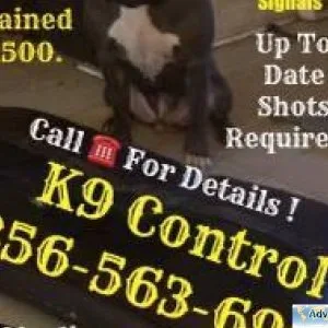 Dog and puppy training and