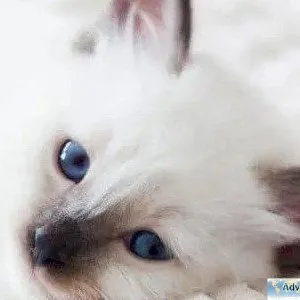 Tips For Playing With Your Cat - Veterinarians in Columbia MD