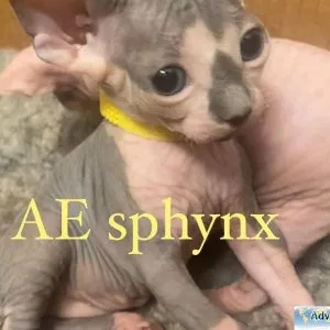 Sphynx kittens
