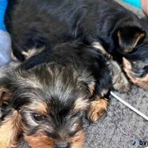 Beautiful Purebred Yorkie Puppies