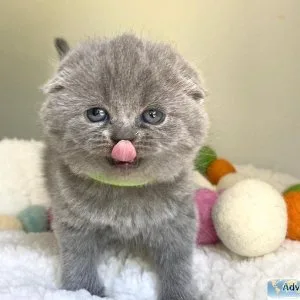 TEFF Scottish Fold Kittens