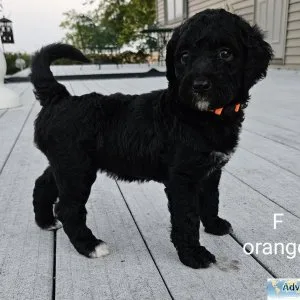 Loving Bernedoodle puppies