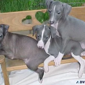 Gorgeous Italian Greyhound puppies