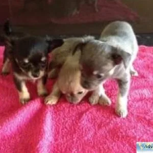 Lovely Chihuahua Puppies for Sale