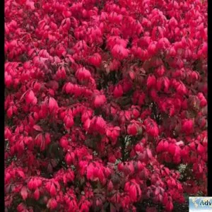 Burning bush