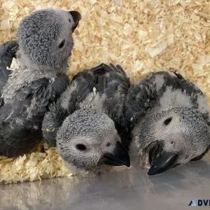 Hand fed Congo African Grey Babies ready now