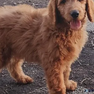 Goldendoodle Ckc Female