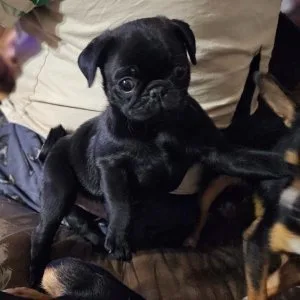 Akc male and female pugs ready