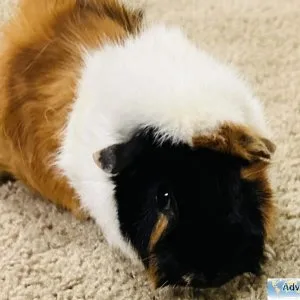 Two male Guinea Pogs