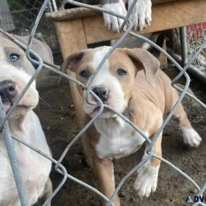 Blue pit puppy s