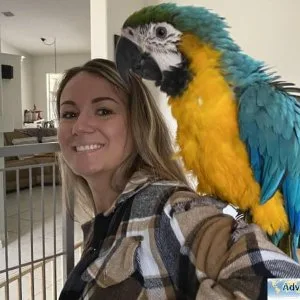Female Blue and Gold Macaw for sale