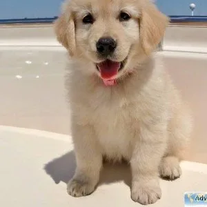dht   Quality Golden Retriever Puppies