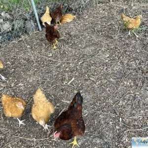 Chickens for 5 bucks